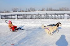 Перегони на собачих упряжках 