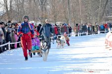 Перегони на собачих упряжках 