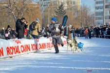 Перегони на собачих упряжках 