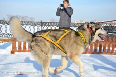 Перегони на собачих упряжках 