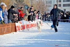 Перегони на собачих упряжках 