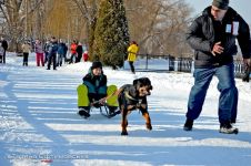 Перегони на собачих упряжках 
