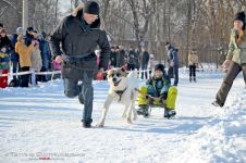 Перегони на собачих упряжках 