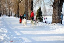 Перегони на собачих упряжках 