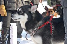 Перегони на собачих упряжках 