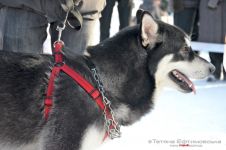 Перегони на собачих упряжках 