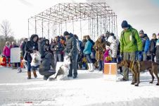 Перегони на собачих упряжках 