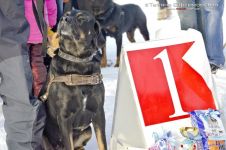 Перегони на собачих упряжках 