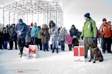 Перегони на собачих упряжках 