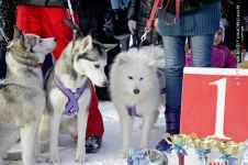 Перегони на собачих упряжках 