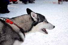 Перегони на собачих упряжках