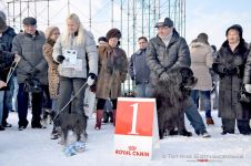 Перегони на собачих упряжках