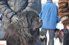 Перегони на собачих упряжках