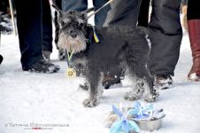 Перегони на собачих упряжках