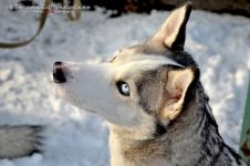 Перегони на собачих упряжках