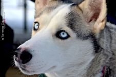 Перегони на собачих упряжках