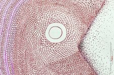 «Риботерапія» Влодки Кауфмана